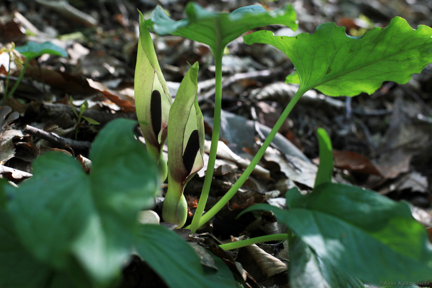 Image of Arum orientale specimen.