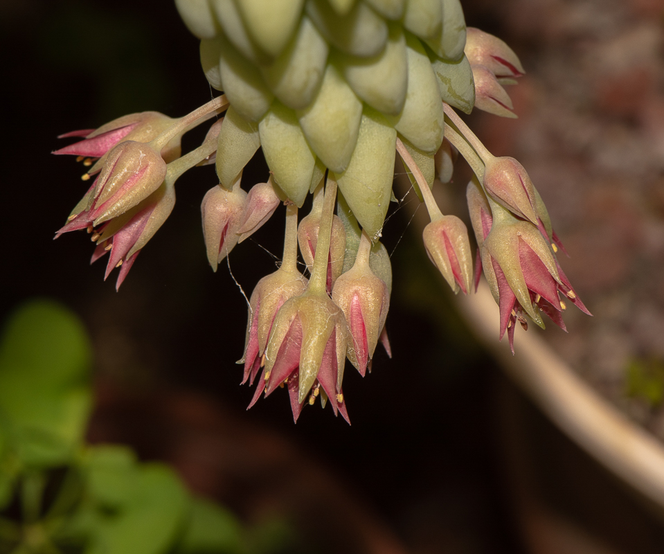 Image of Sedum morganianum specimen.