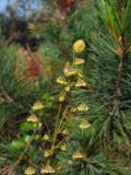 Artemisia subspecies ehrendorferi
