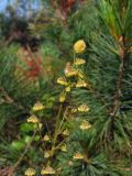 Artemisia подвид ehrendorferi