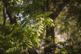 Juglans cinerea