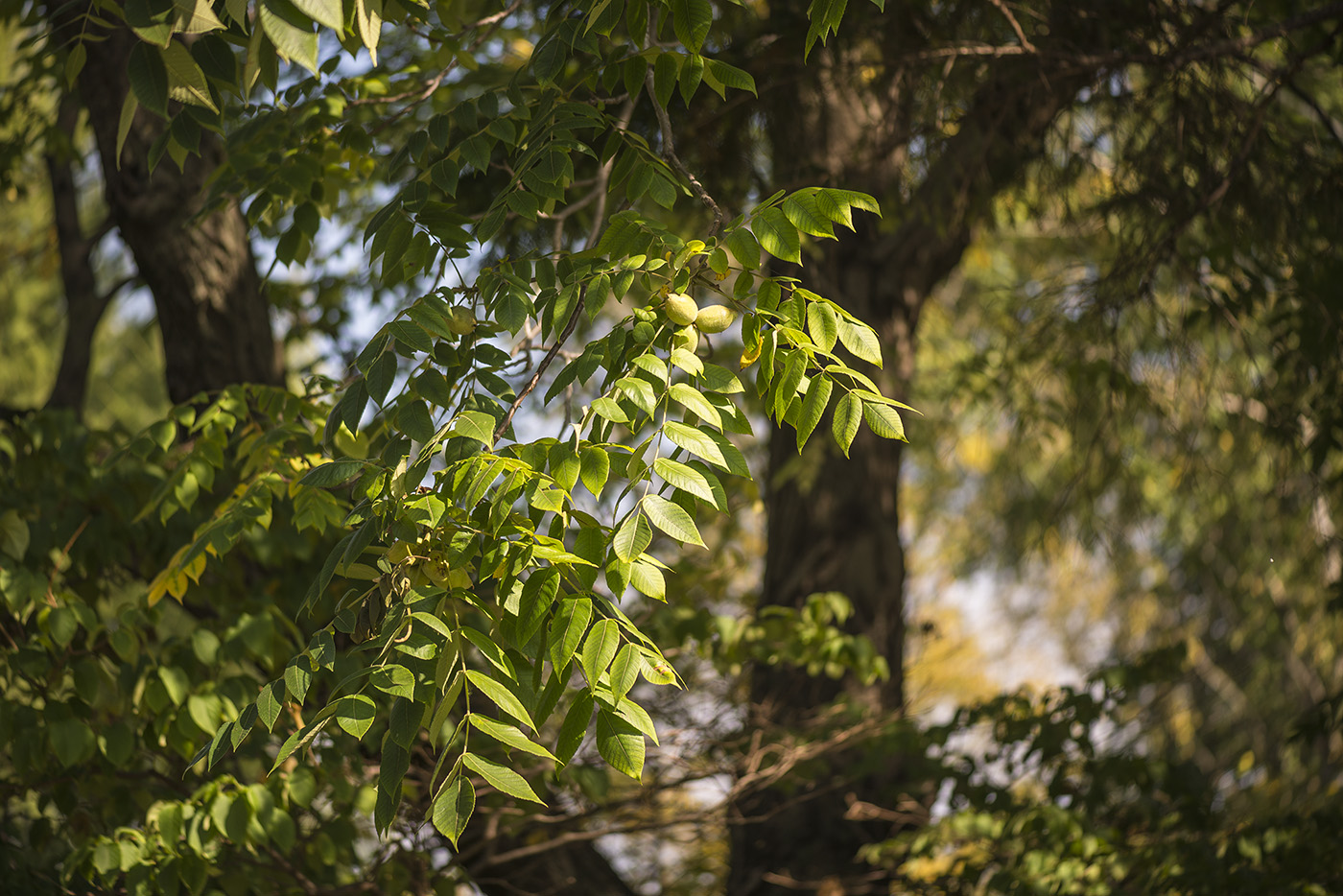 Image of Juglans cinerea specimen.