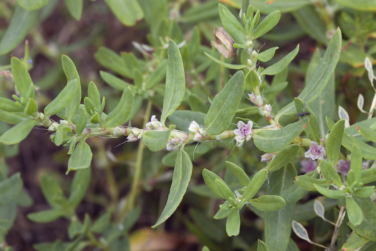 Image of Polygonum fibrilliferum specimen.