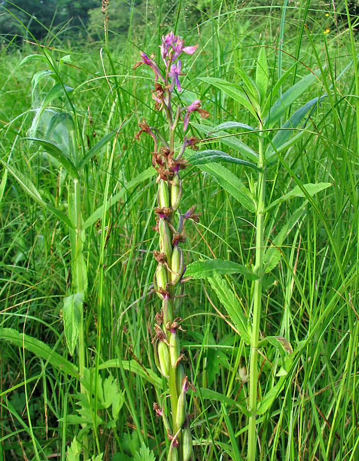 Изображение особи Anacamptis laxiflora ssp. elegans.