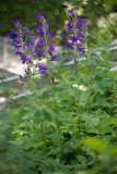 Campanula latifolia