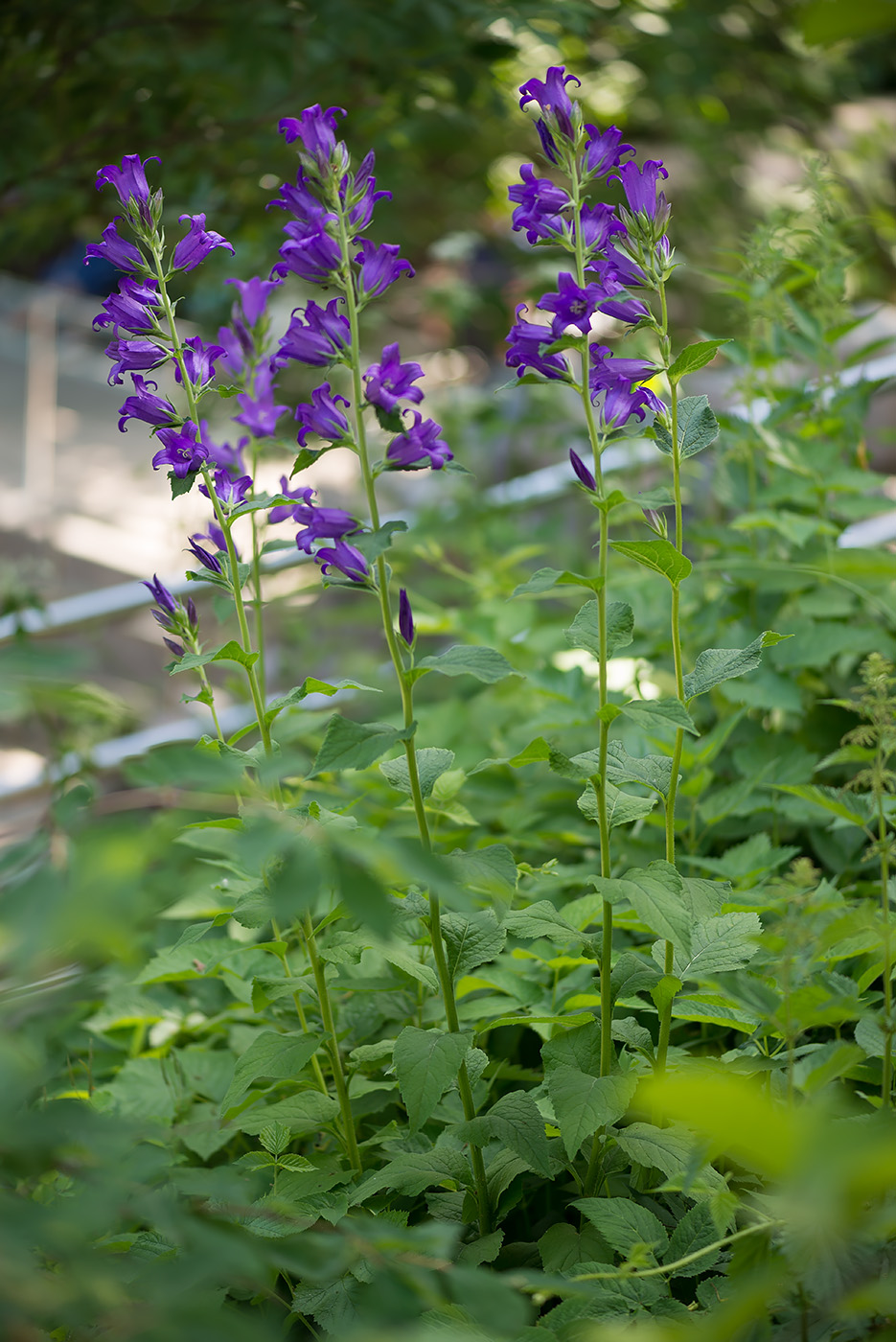 Изображение особи Campanula latifolia.