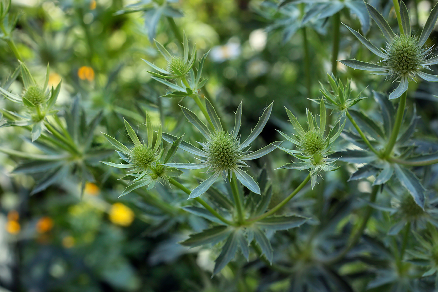 Изображение особи Eryngium planum.