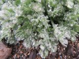 Artemisia glomerata. Прикорневые листья в каплях воды. Чукотка, побережье Берингова моря, мыс Наварин, каменистая береговая линия. 29.07.2018.