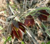 Fritillaria ruthenica