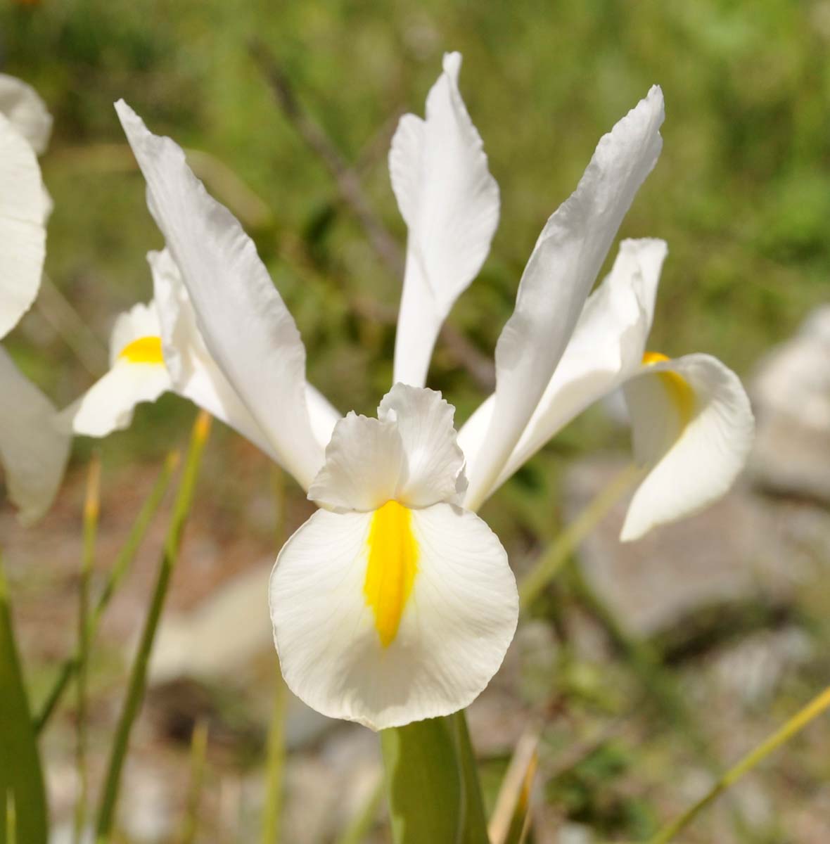 Image of Iris &times; hollandica specimen.