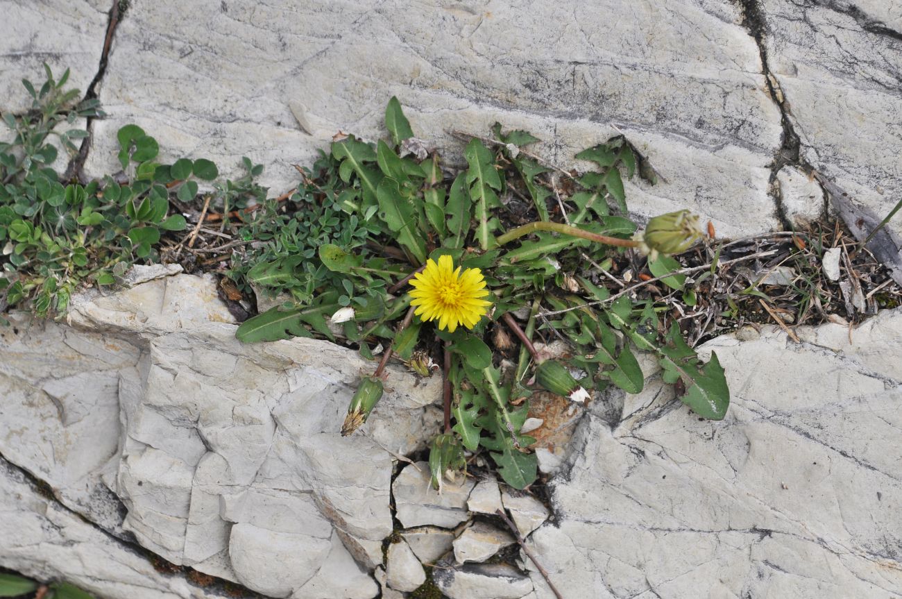 Image of genus Taraxacum specimen.