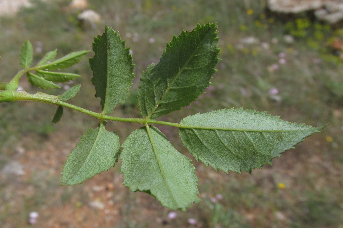 Изображение особи Rosa pygmaea.