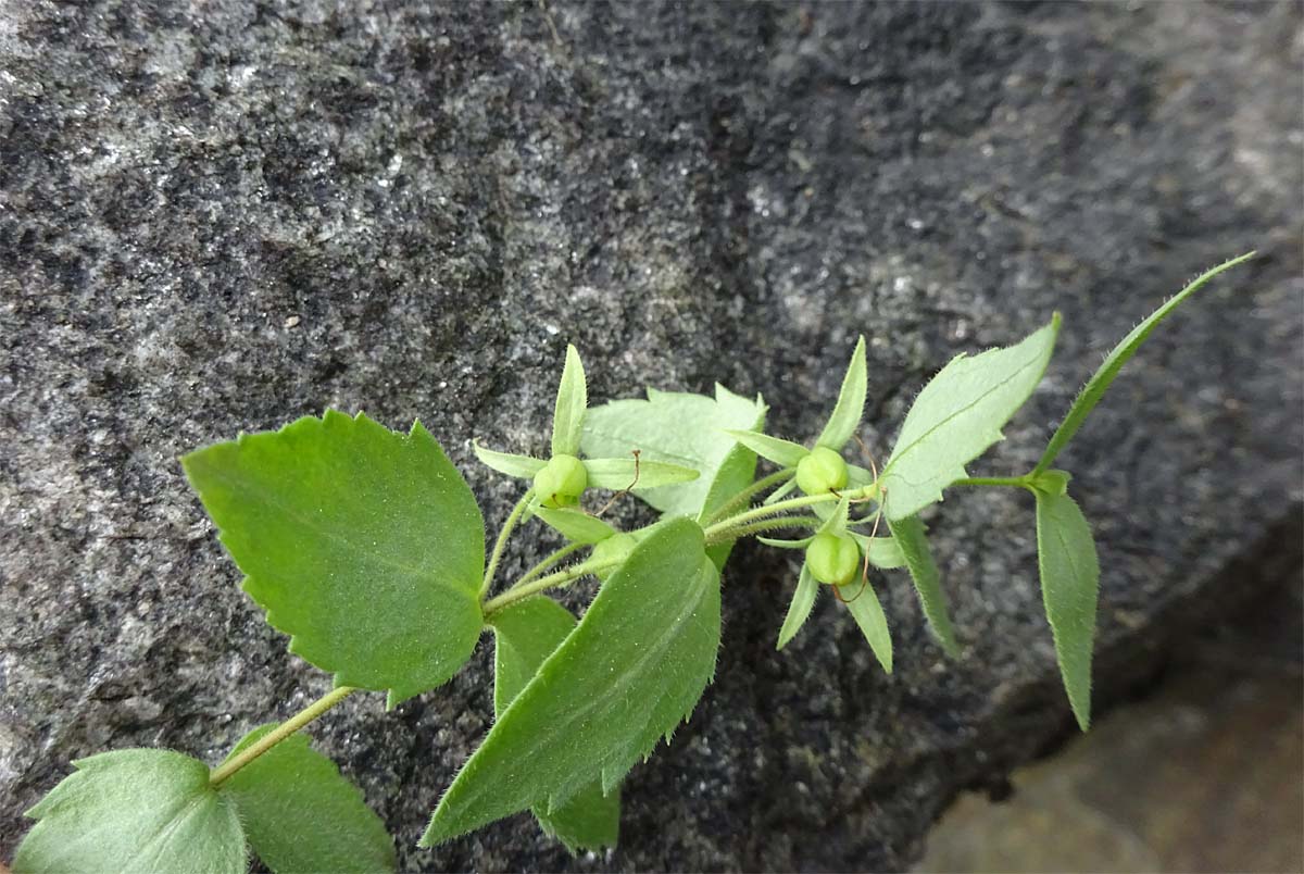 Изображение особи Paederotella teberdensis.