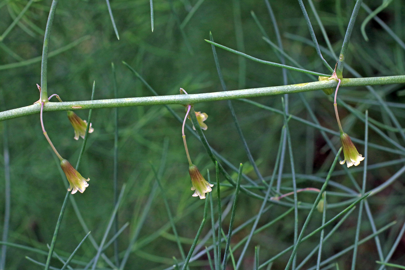 Image of Asparagus brachyphyllus specimen.