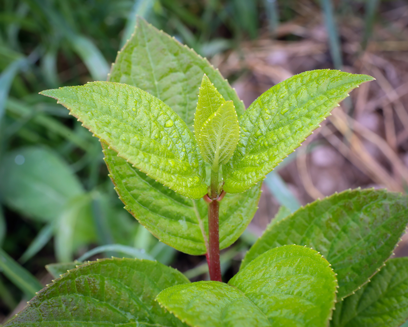 Image of Hydrangea paniculata specimen.