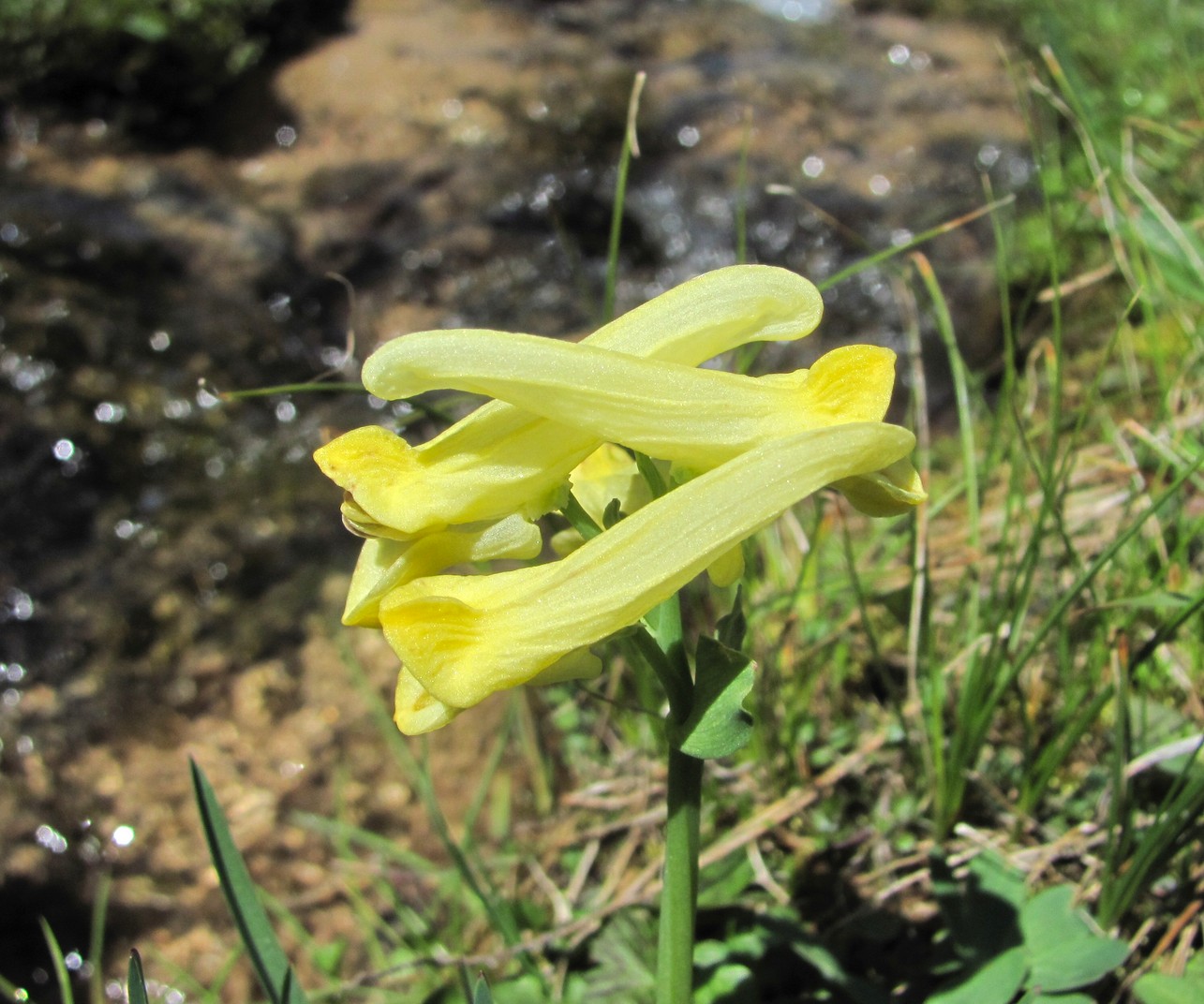 Image of Corydalis portenieri specimen.