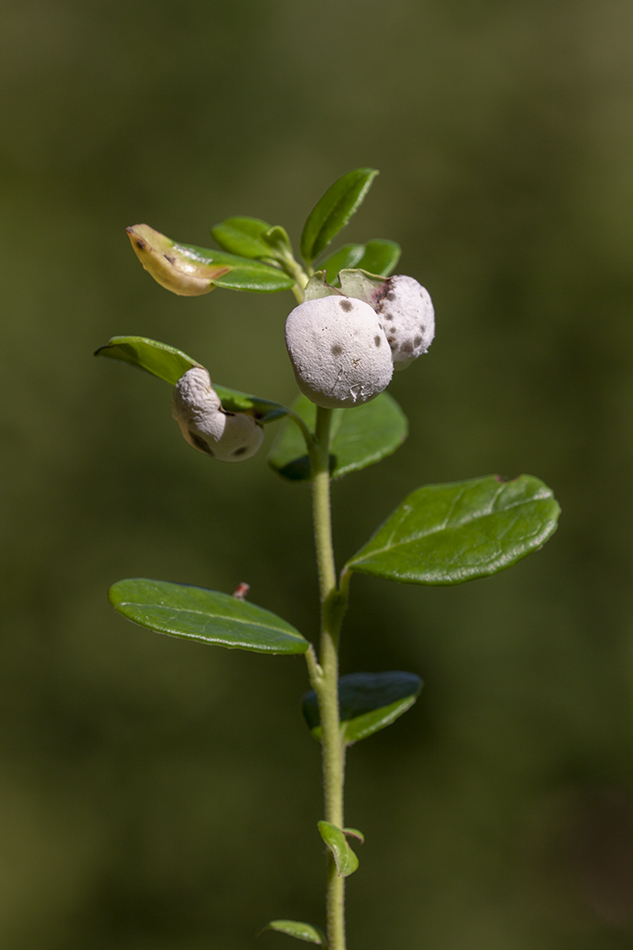 Image of Vaccinium vitis-idaea specimen.