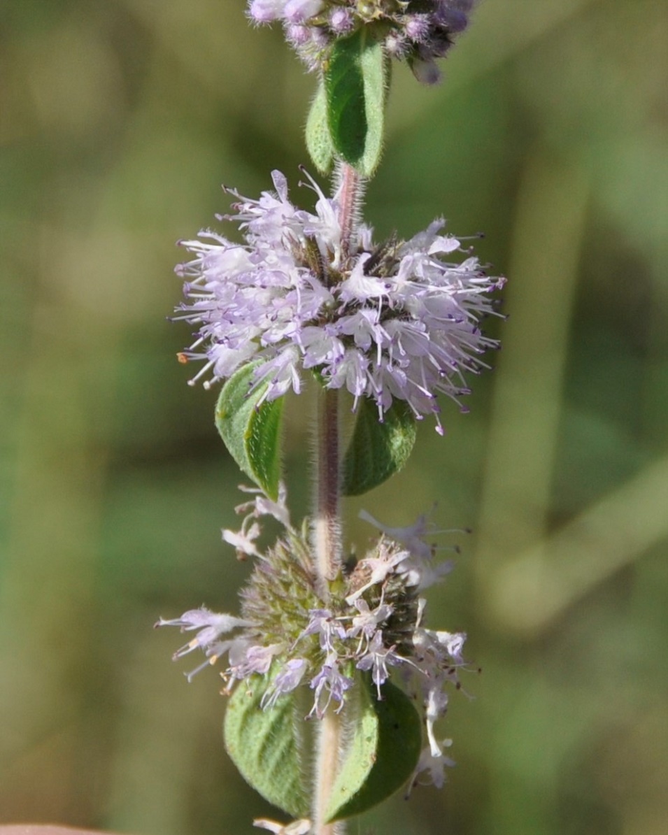 Image of Mentha pulegium specimen.