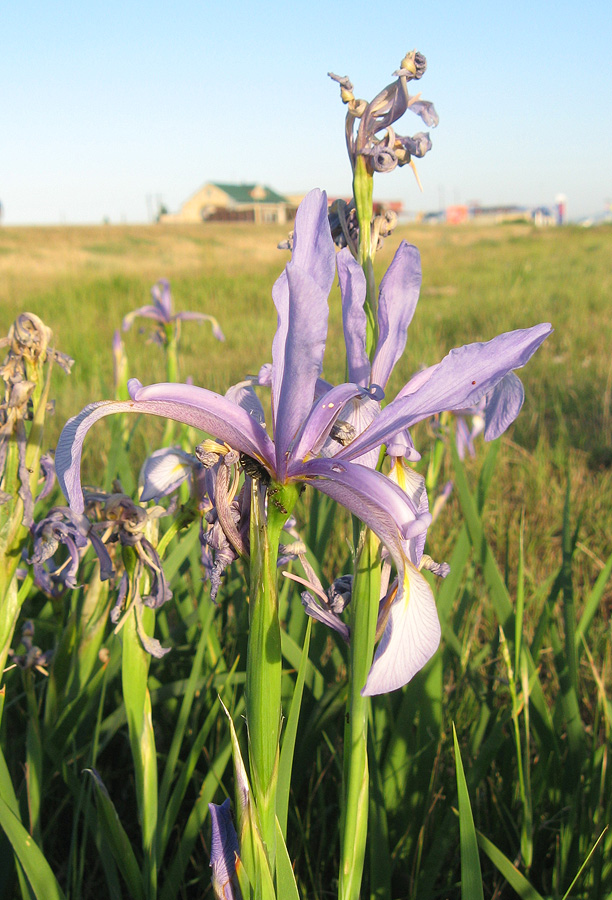 Изображение особи Iris pseudonotha.