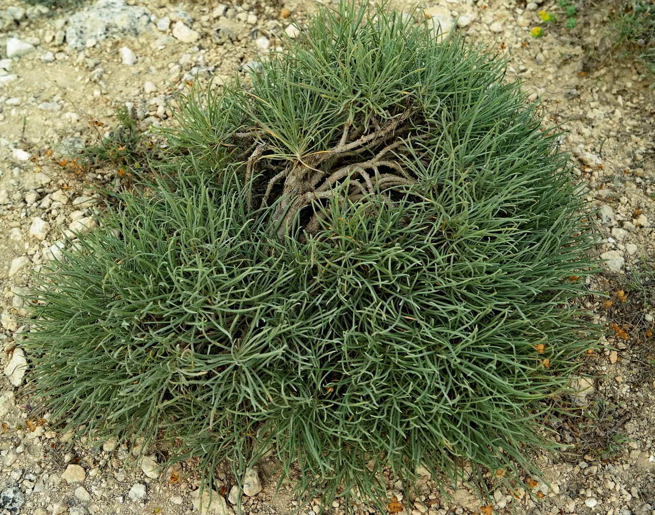 Image of Jurinea stoechadifolia specimen.