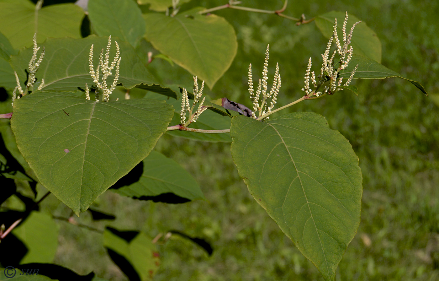 Изображение особи Reynoutria japonica.