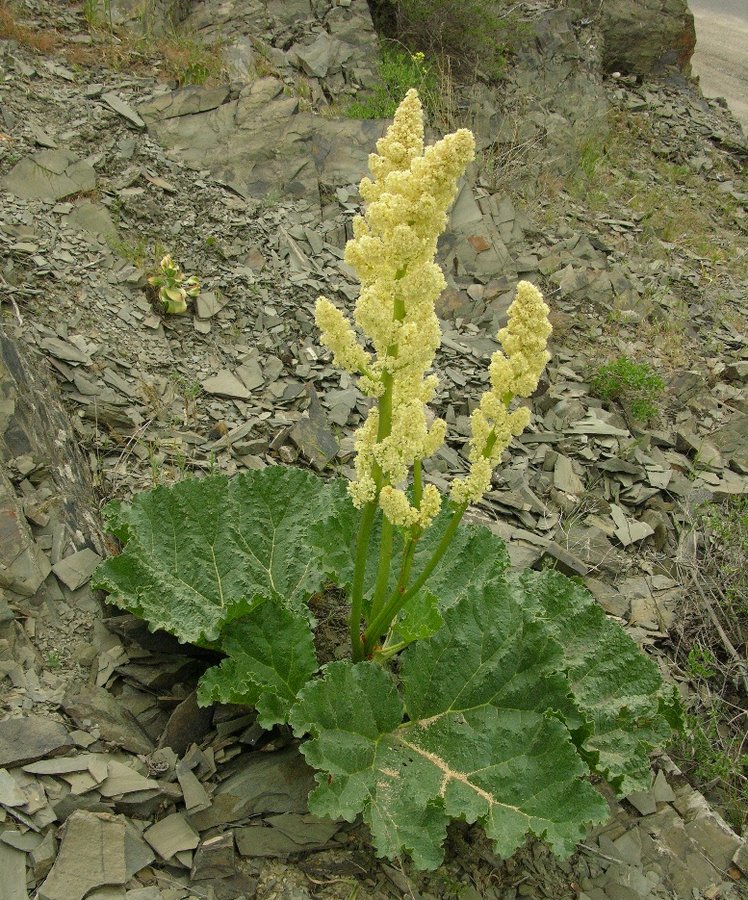 Image of Rheum cordatum specimen.