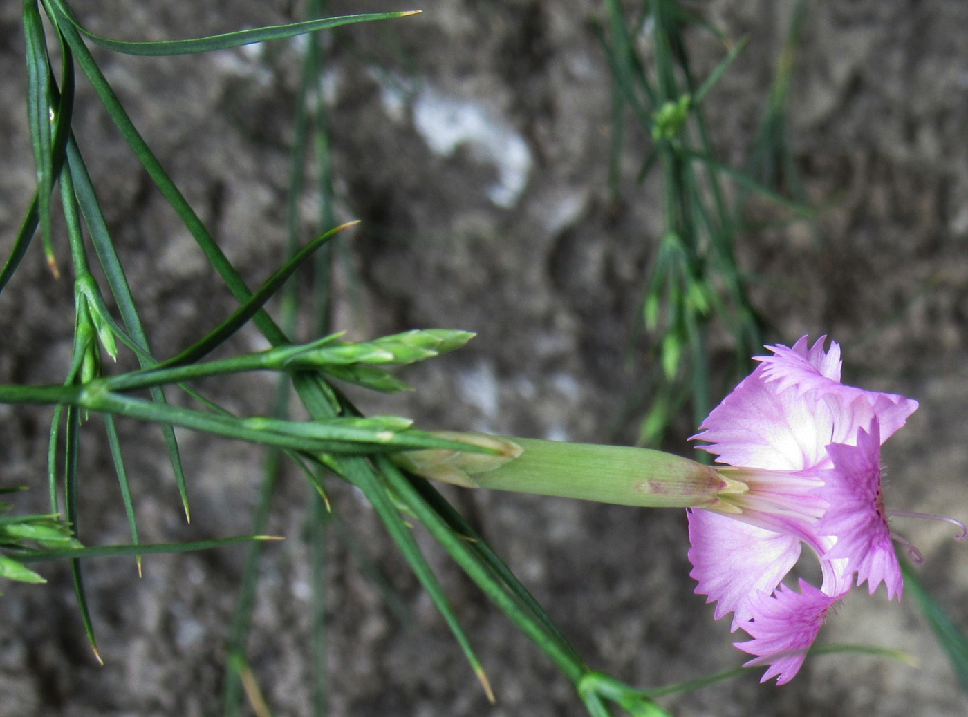 Изображение особи Dianthus zonatus.