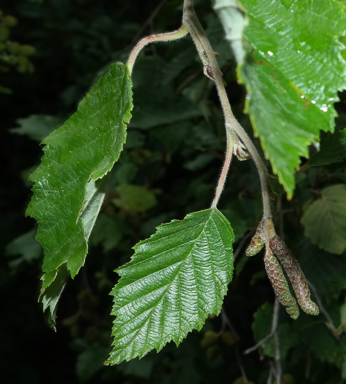 Image of Alnus incana specimen.