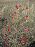 Rosa uncinella. Ветвь с плодами. Крым, Севастополь, Верхне-Юхарина балка, степь. 02.10.2019.