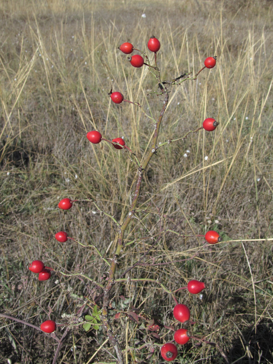 Image of Rosa uncinella specimen.