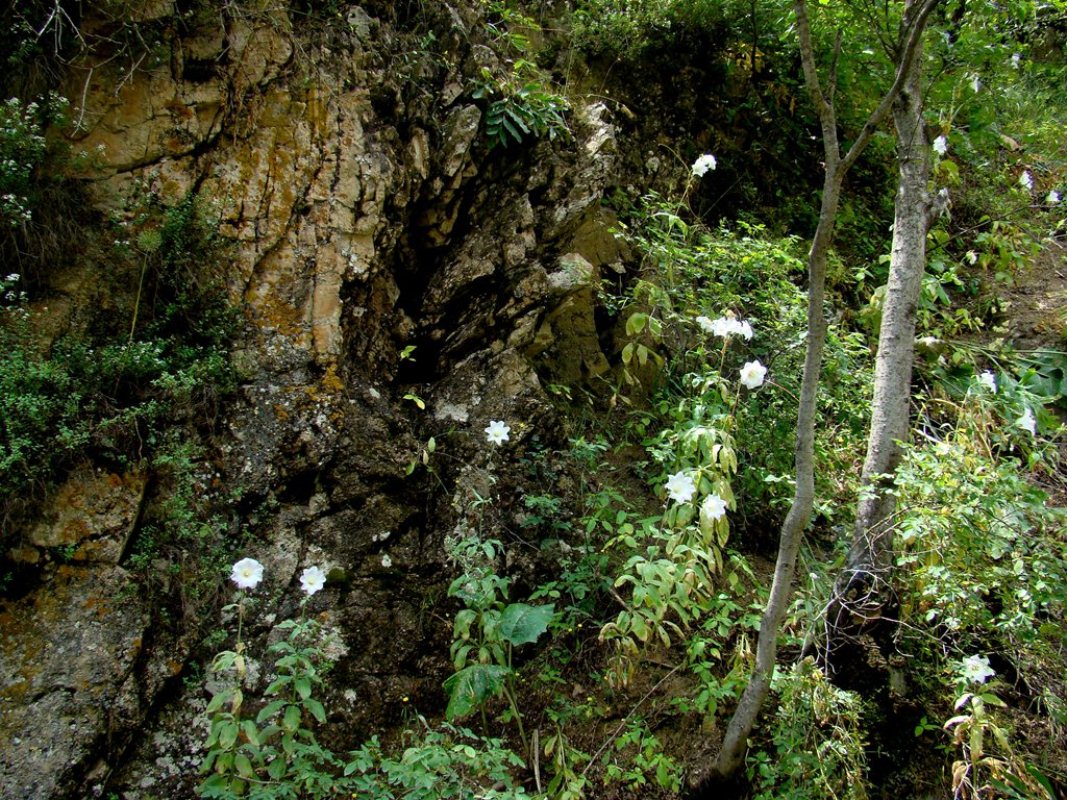 Изображение особи Ostrowskia magnifica.