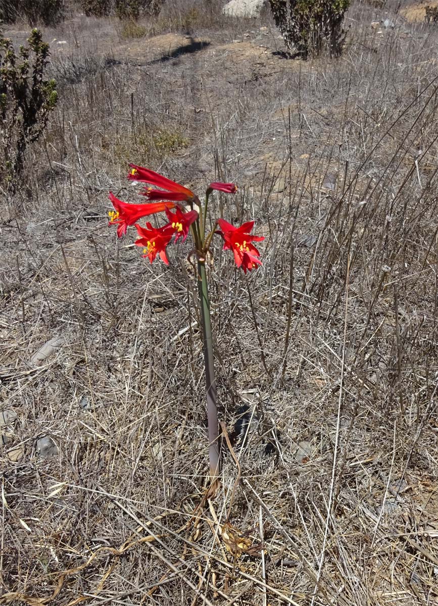 Изображение особи Rhodophiala phycelloides.