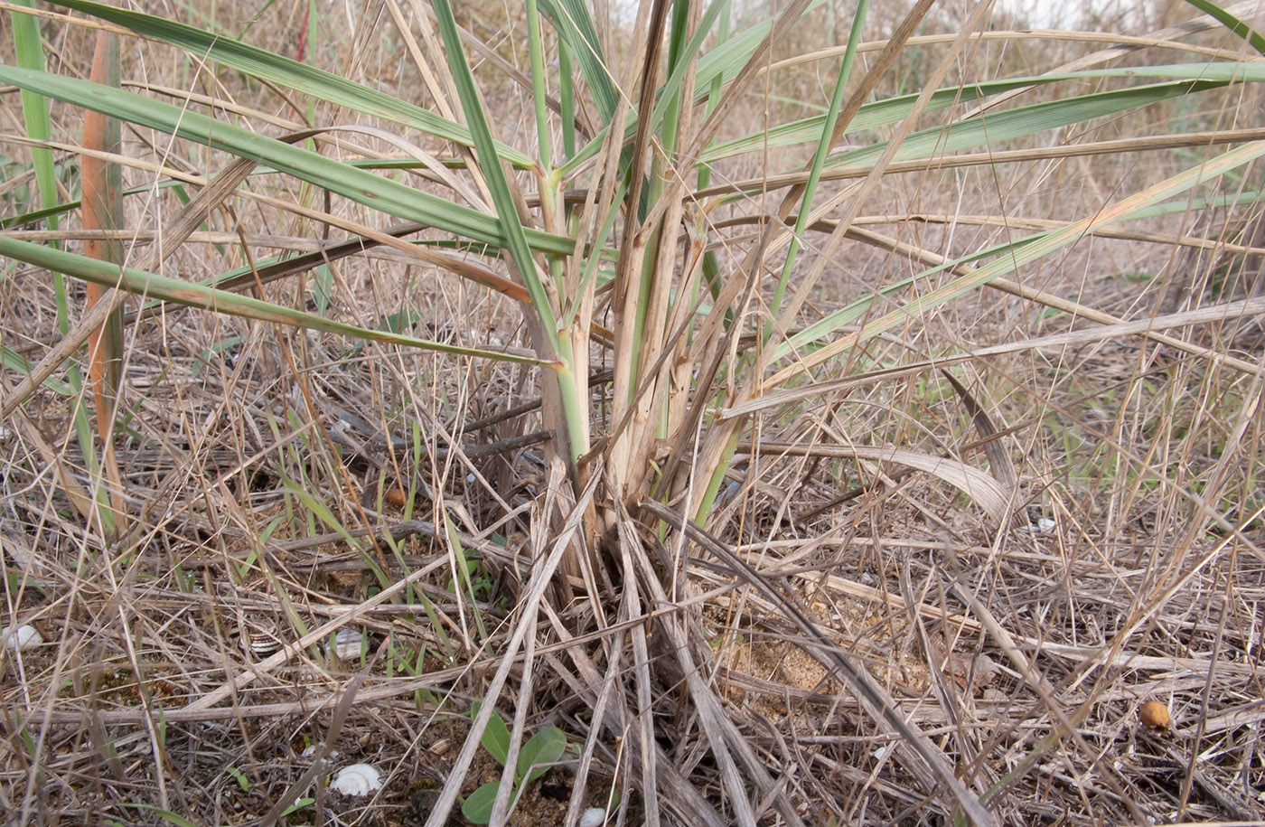 Image of Leymus racemosus ssp. sabulosus specimen.