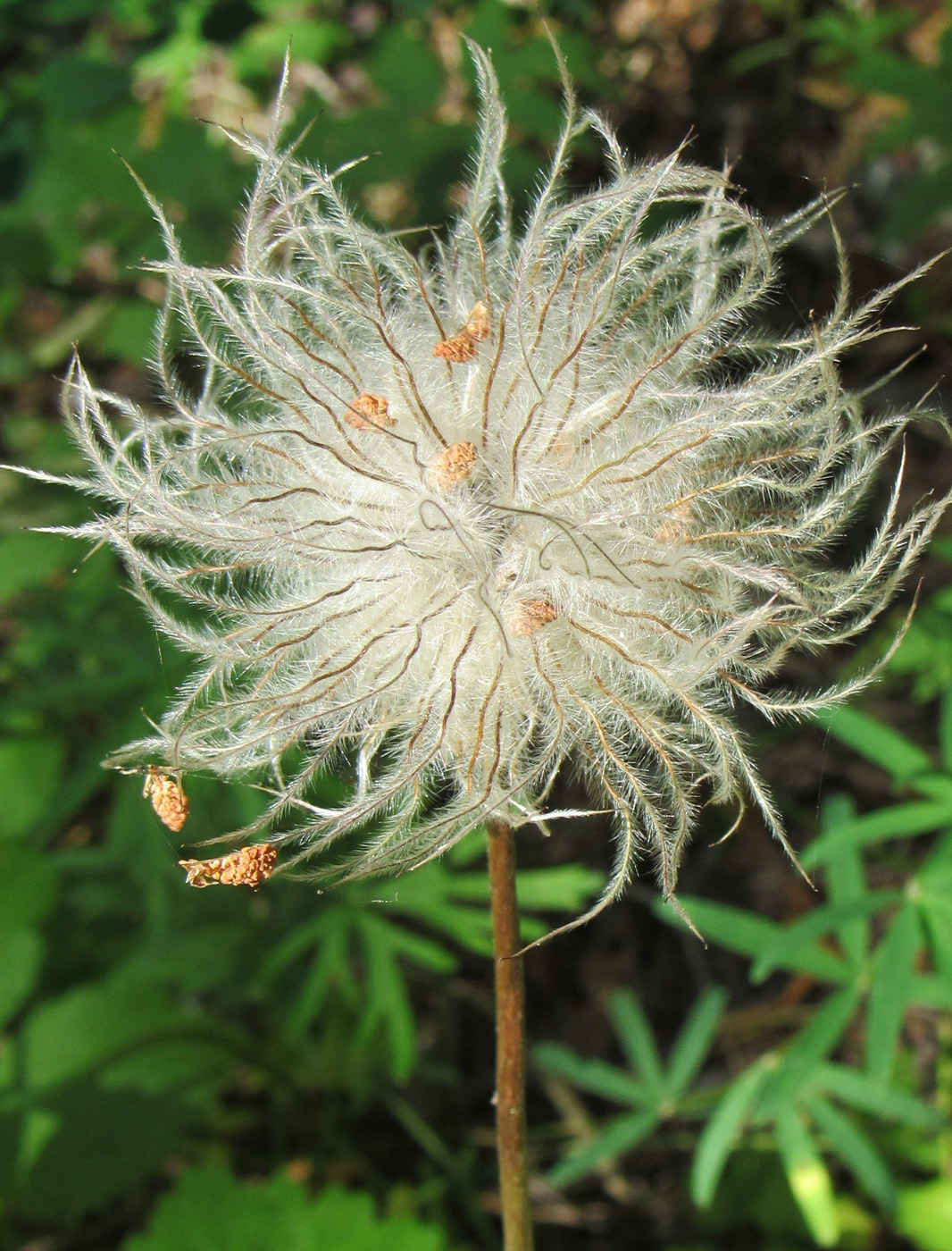 Image of Pulsatilla multifida specimen.