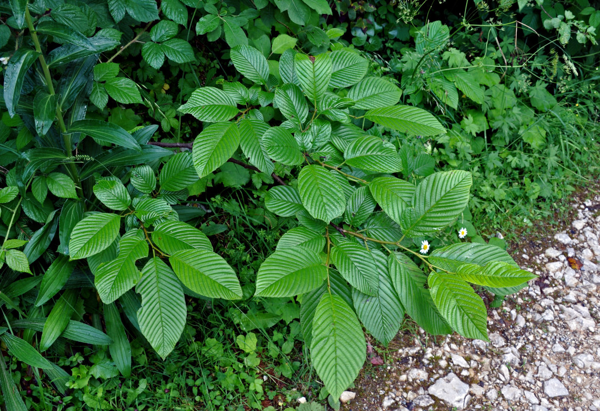 Image of Rhamnus alpina ssp. fallax specimen.