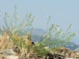 Stachys angustifolia