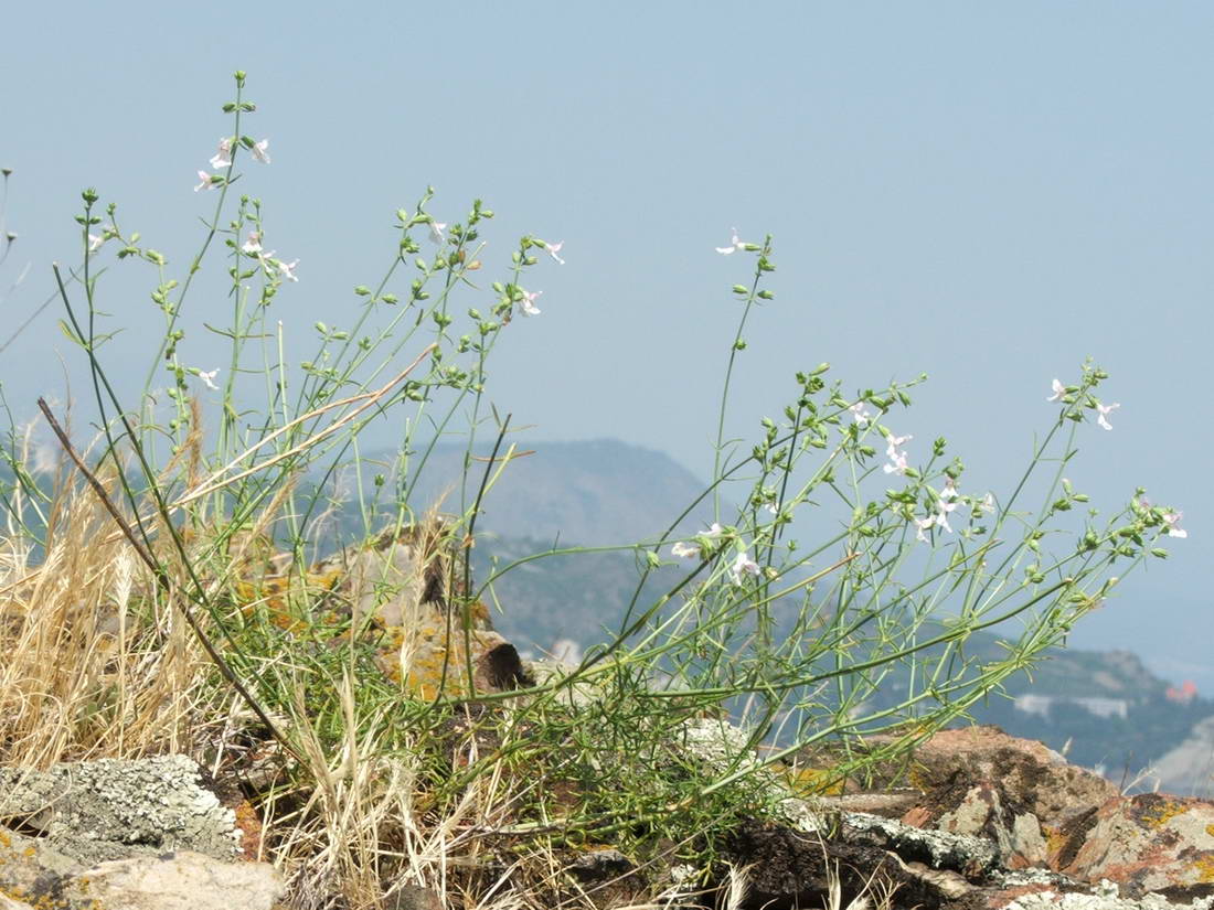 Изображение особи Stachys angustifolia.