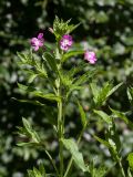 Epilobium hirsutum