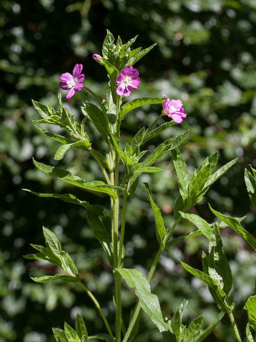 Изображение особи Epilobium hirsutum.