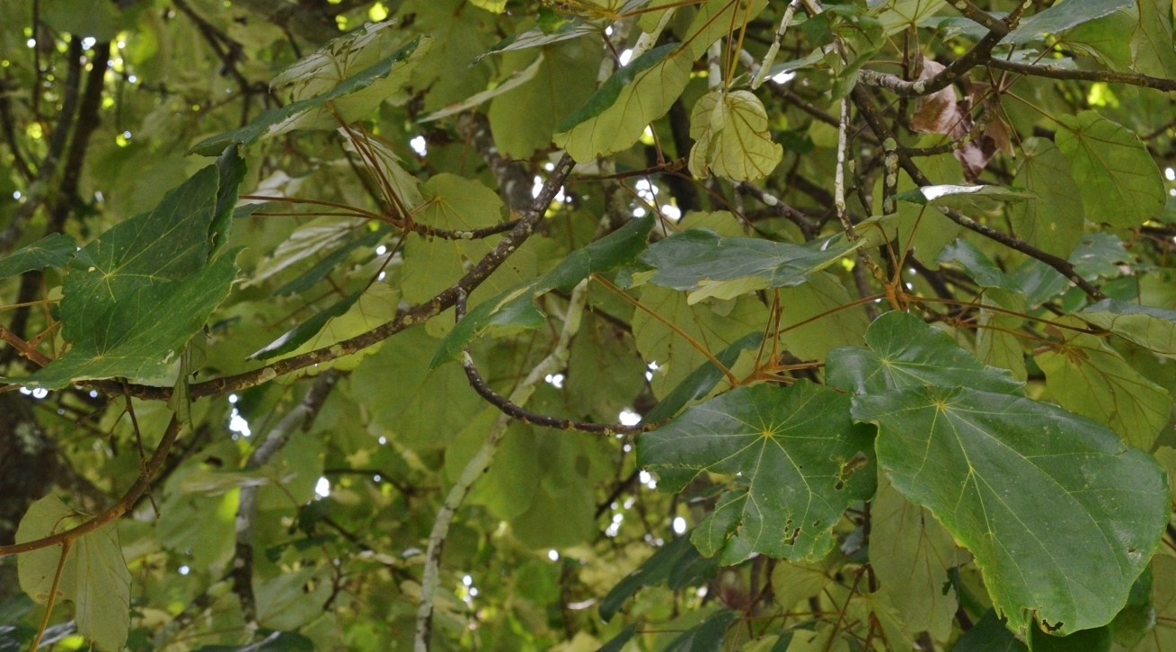 Image of genus Macaranga specimen.