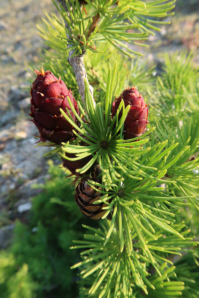 Изображение особи Larix sibirica.