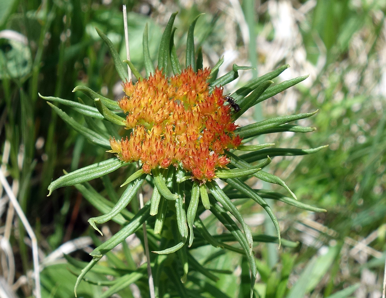 Image of Rhodiola linearifolia specimen.