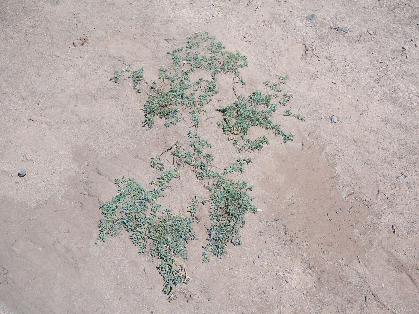 Image of Heliotropium curassavicum specimen.