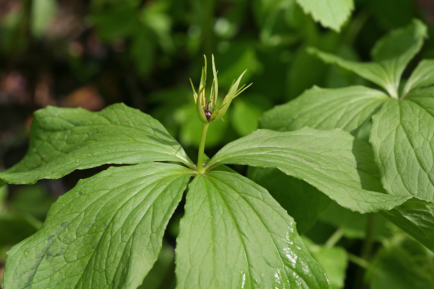 Изображение особи Paris quadrifolia.