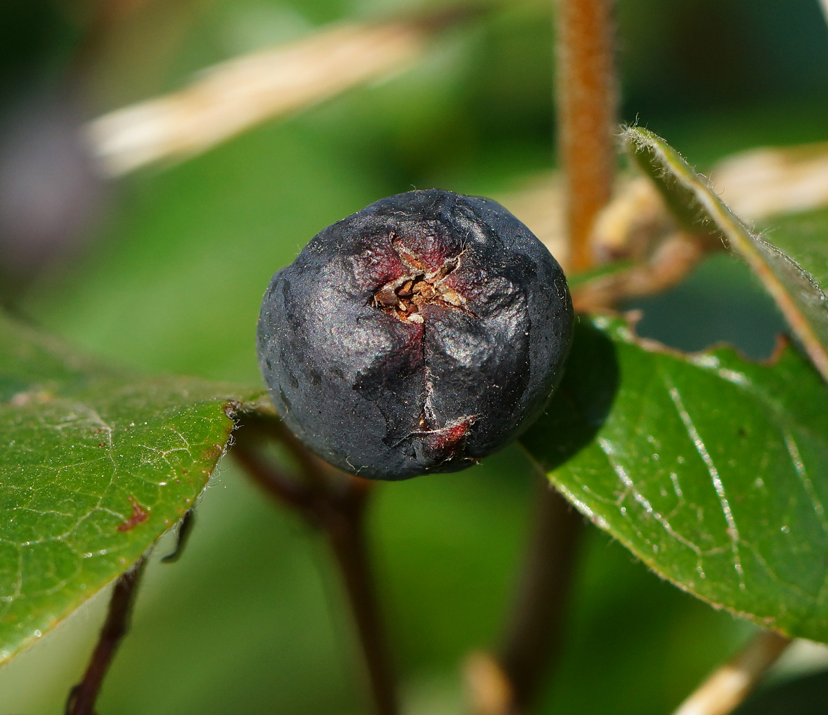 Image of Cotoneaster lucidus specimen.