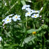 Myosotis palustris