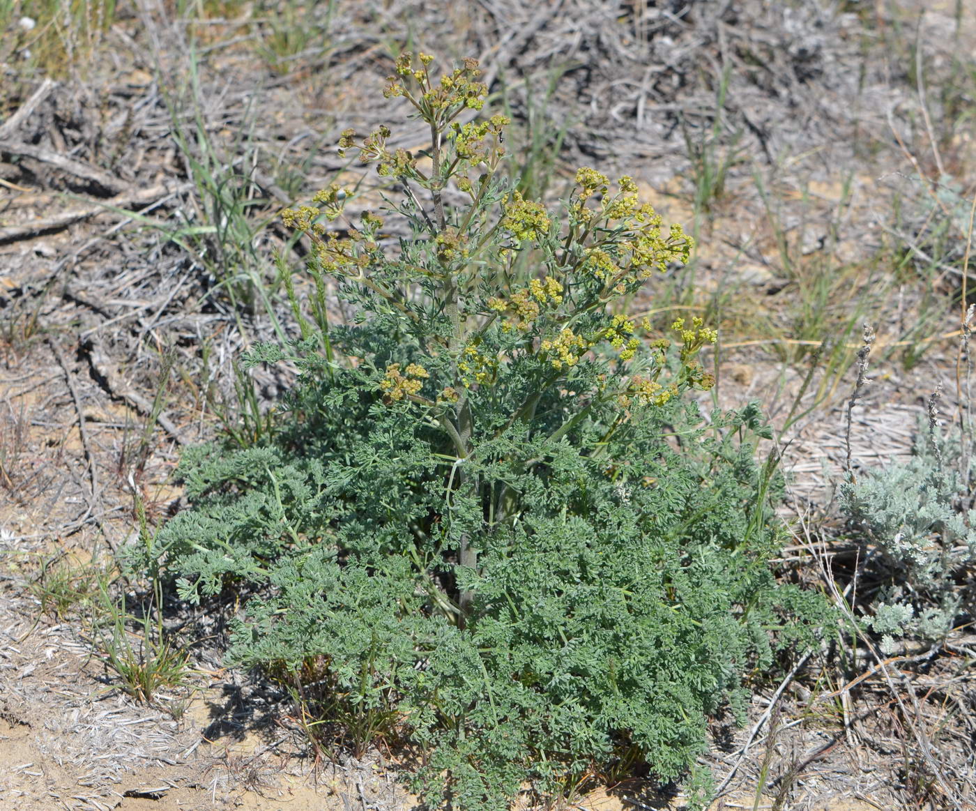 Image of Prangos odontalgica specimen.