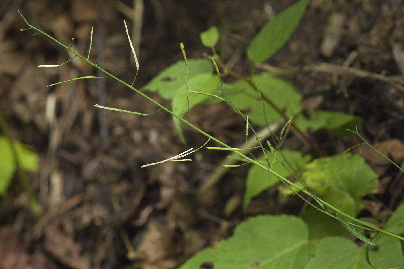 Изображение особи Arabidopsis lyrata.