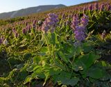 Phlomoides oreophila