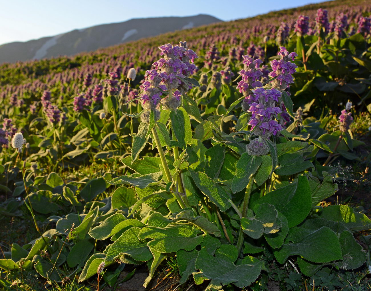 Image of Phlomoides oreophila specimen.